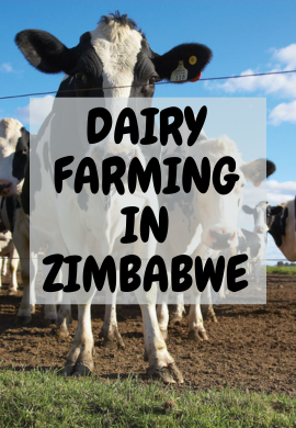 Milking Prosperity: The Heartbeat of Dairy Farming in Zimbabwe.